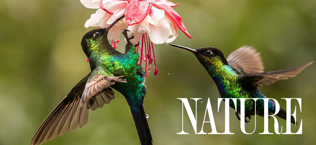 Nature Humming Birds-cr