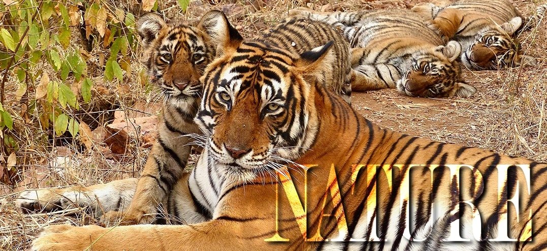 Nature-Tigers-India-rs