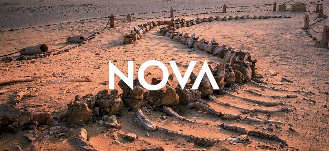 Nova-WhenWhalesCouldTalk-rs