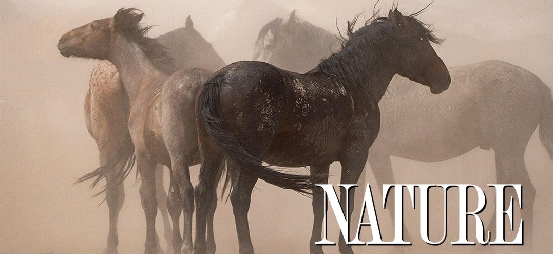 Nature-AmericanHorses-rs
