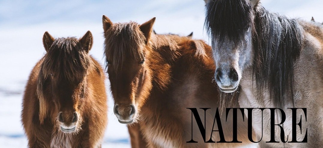 Nature_Equus-rs