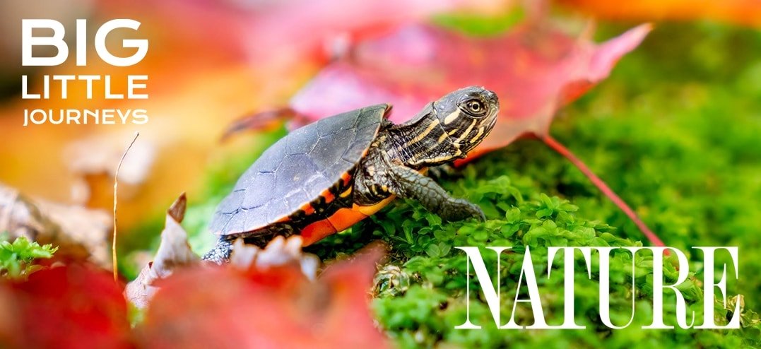 Nature-BigLittleJourney-rs