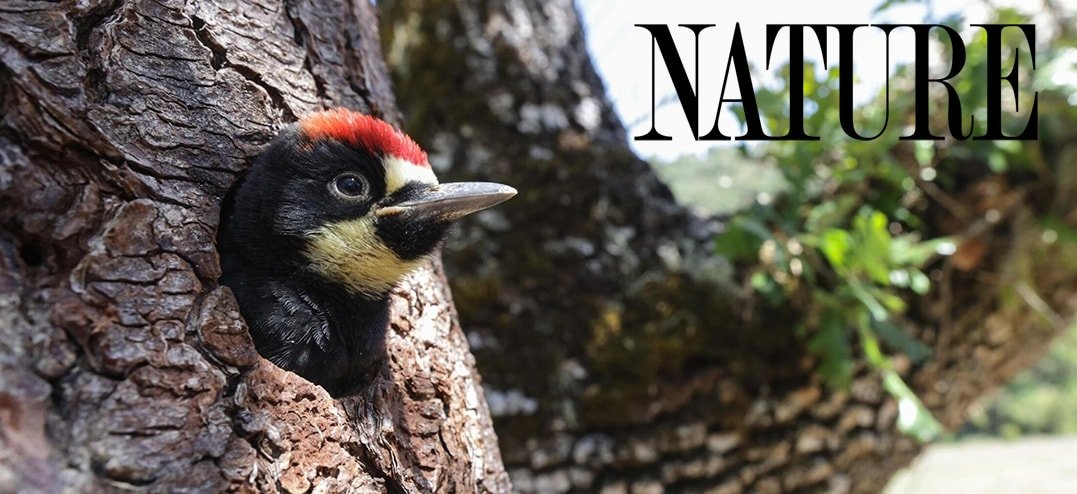 Nature-BigLittleJourney-Woodpeckers-rs