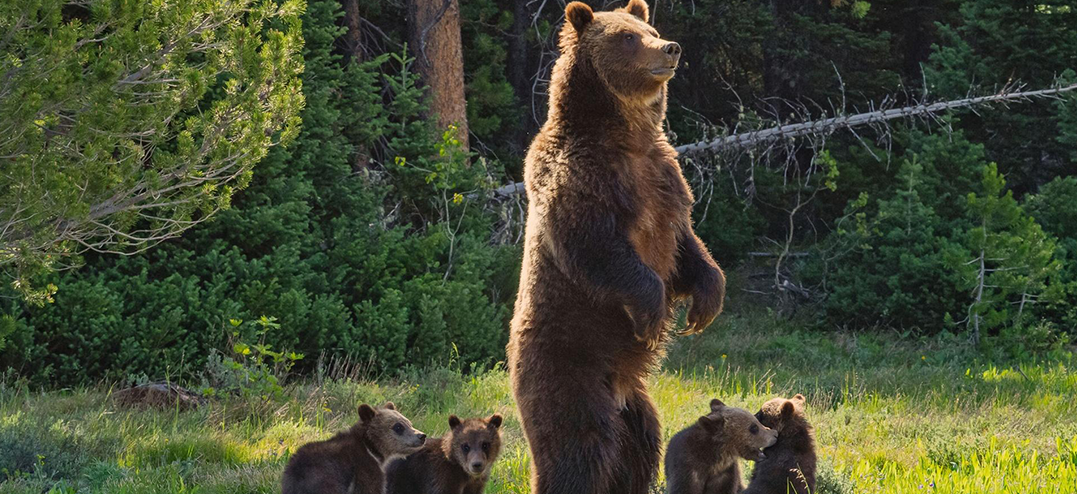 Nature-Grizzly 399