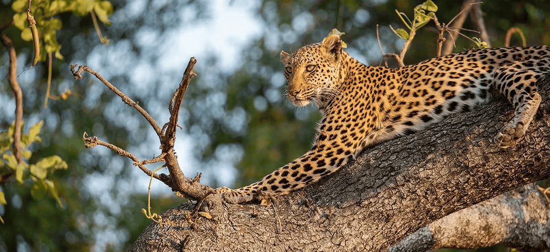 BigCats24-7-6-cmp