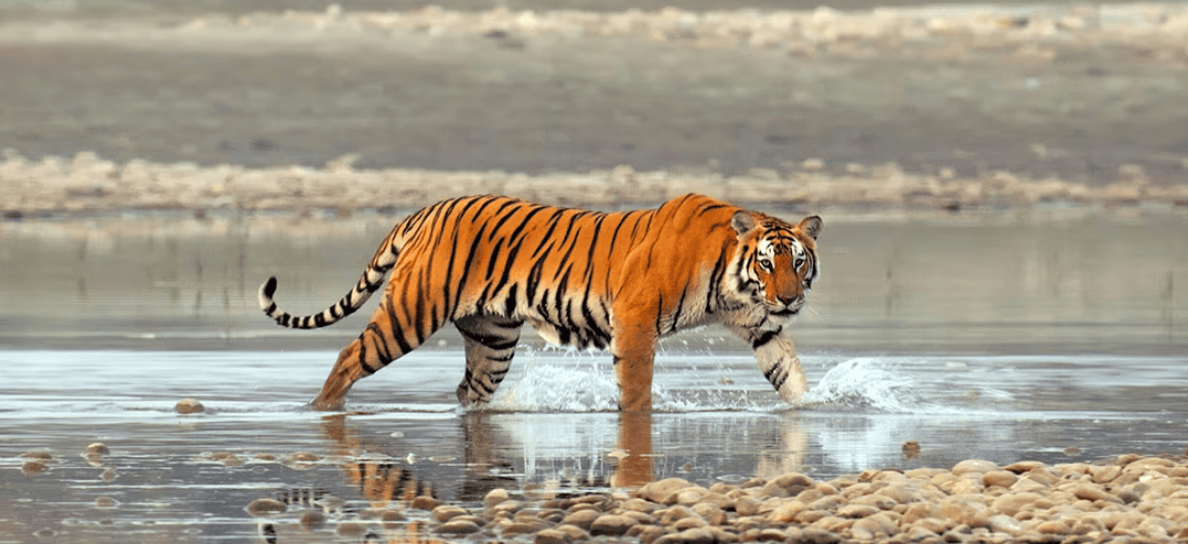 Nature-TigerIsland-cmp