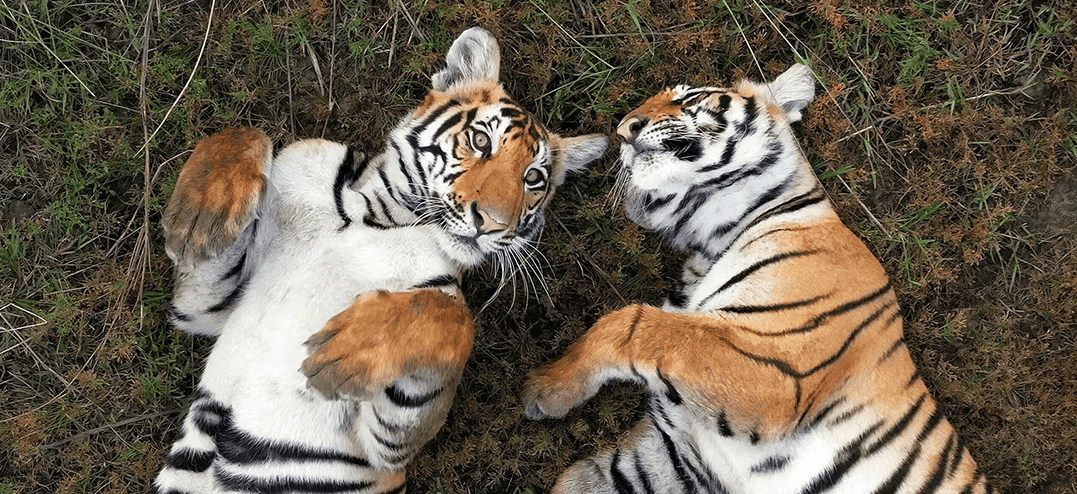 Nature-TigerIsland-prt2-cmp